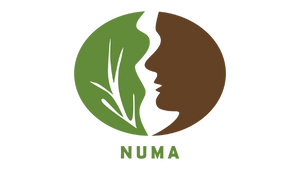Núcleo de Meio Ambiente - NUMA